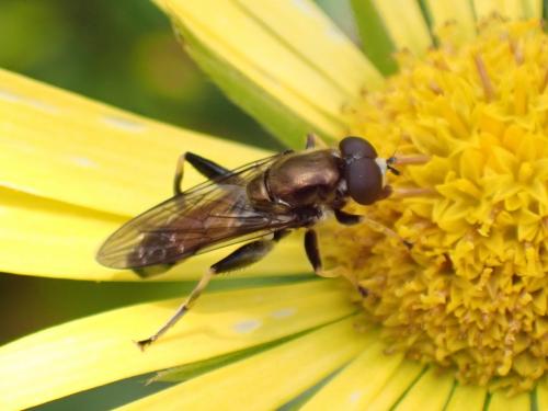 Réf. 284 092 : Xylota segnis